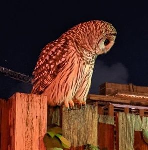 Meet your Posher, Tony